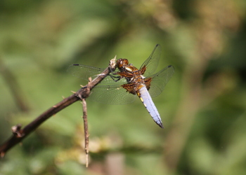 Plattbauch (Libellula depressa) - © Emanuel Trummer